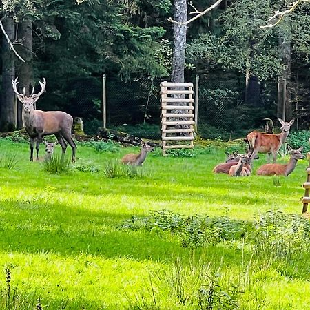 Ferienwohnung Schwarzwald Lodge Schömberg Dış mekan fotoğraf